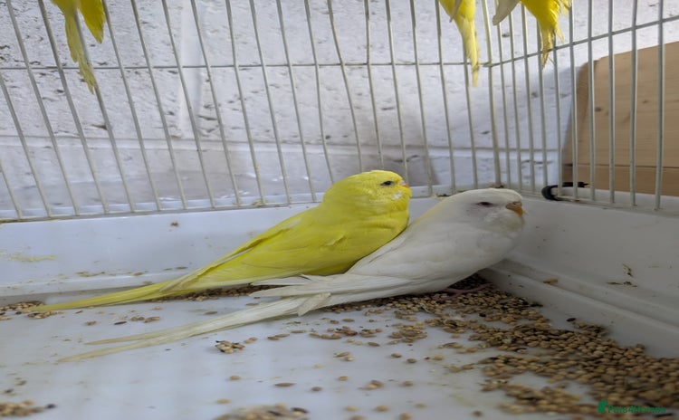 Budgerigars birds - Advert 1