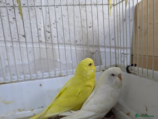 Budgerigars birds - Advert 2