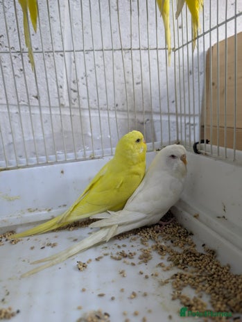 Budgerigars birds - Advert 2