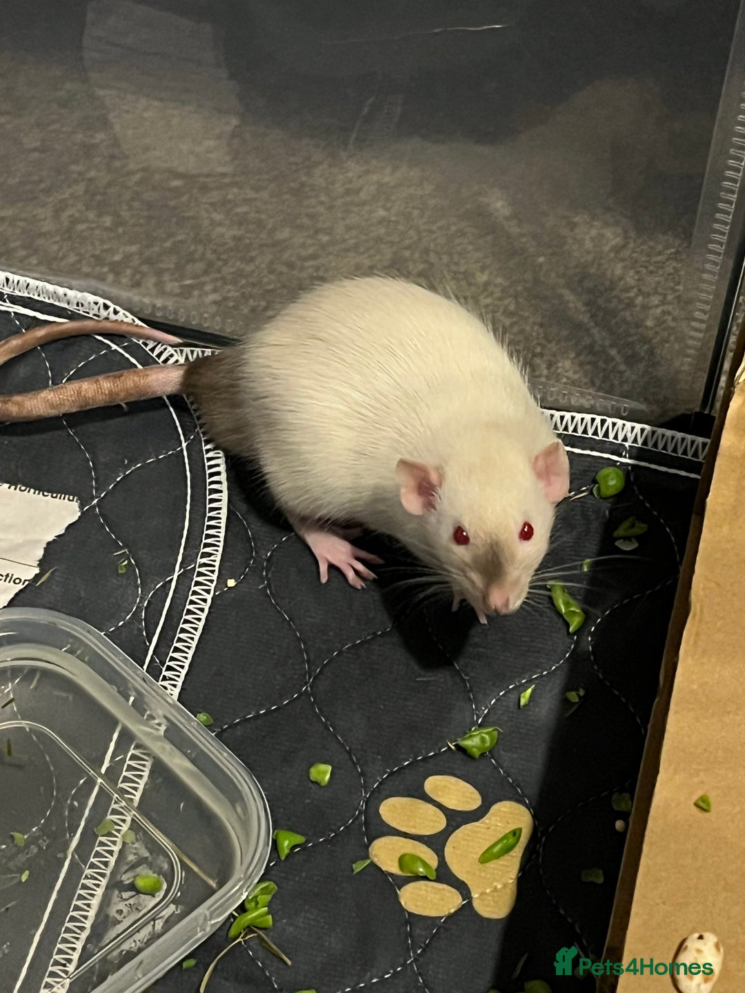 Rat rodents for sale: 3 male rats - Advert 8