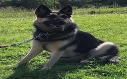 German Shepherd dogs for sale: German Shepherd pups - Image 4