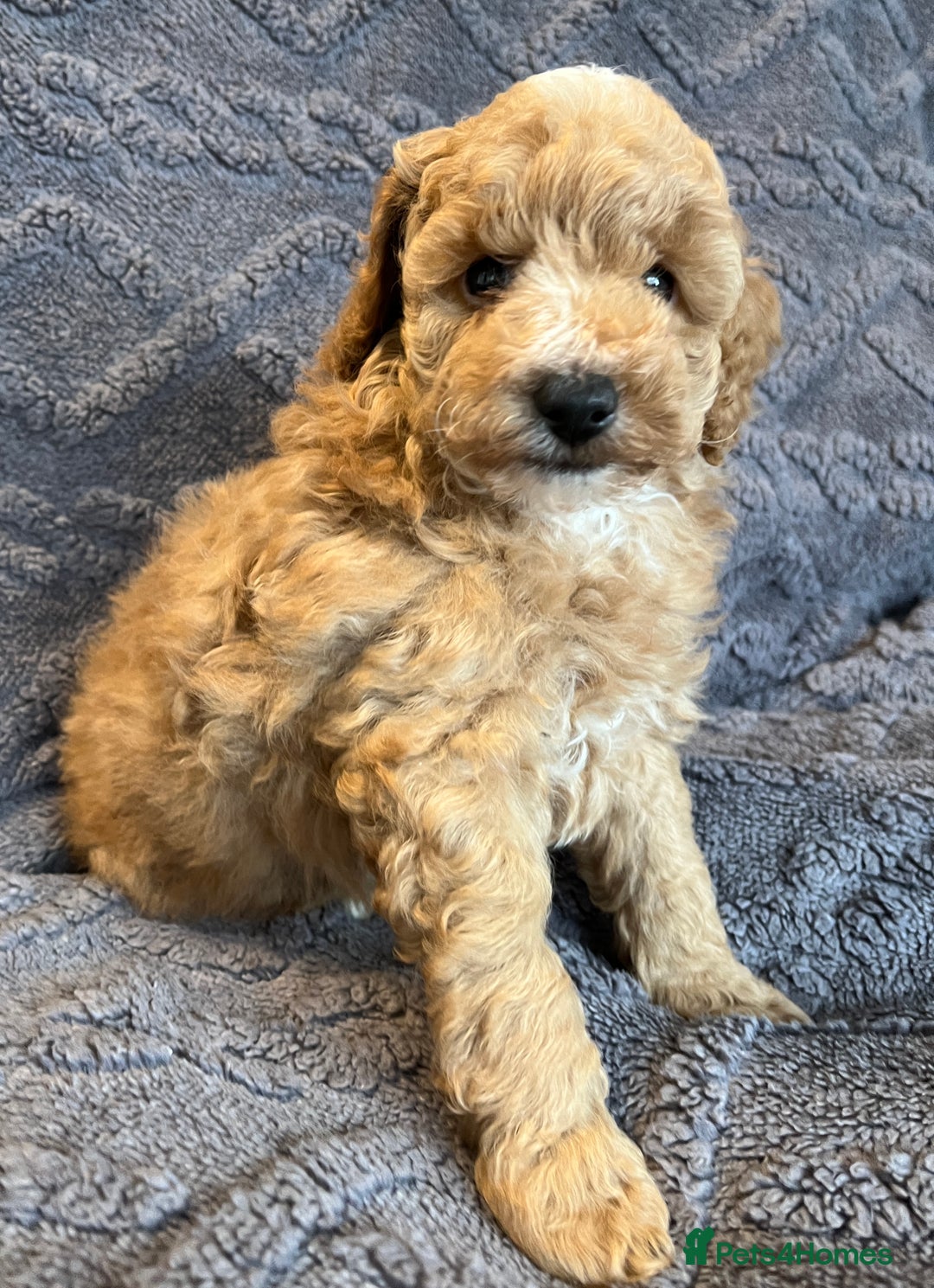 Miniature Poodle dogs for sale: Miniature Poodle Puppies Available.  - Image 17