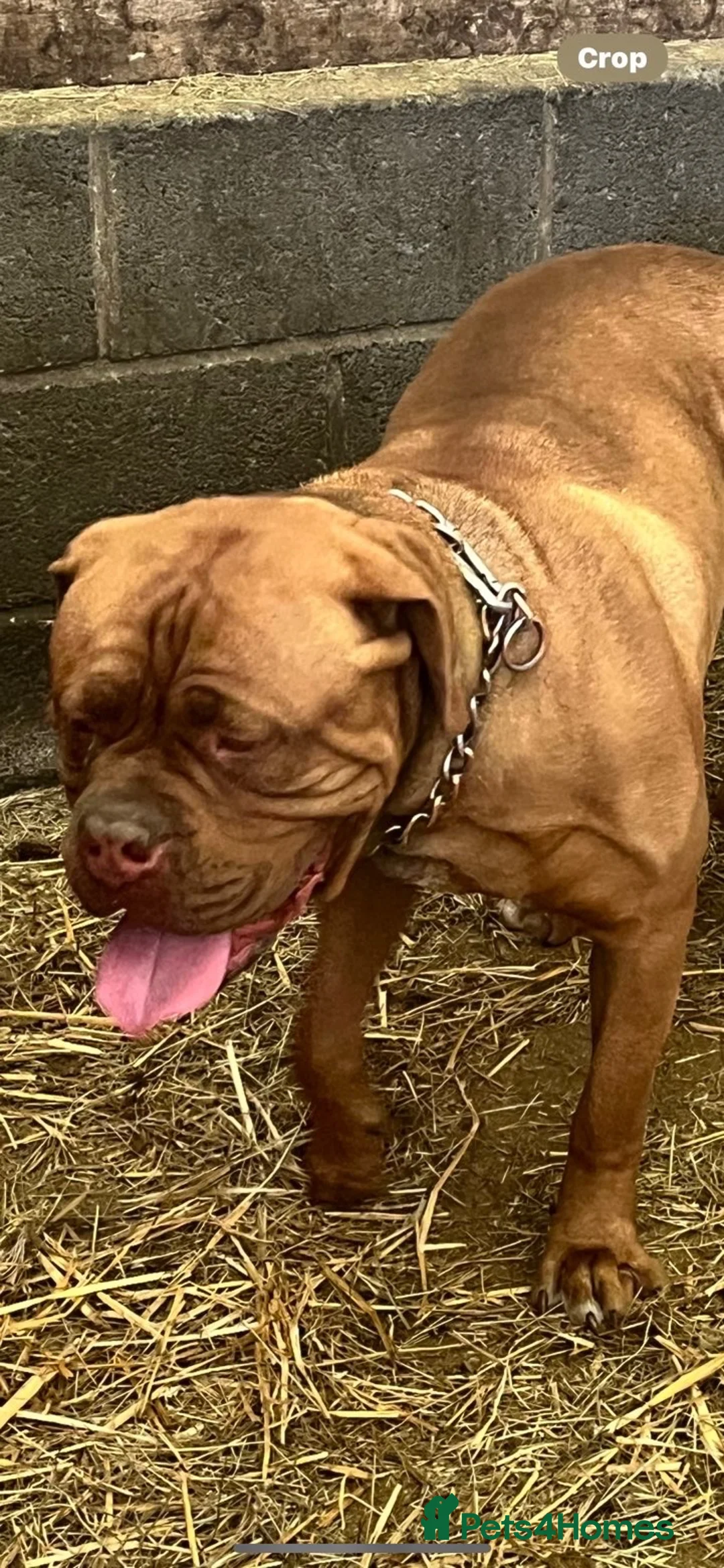 Dogue De Bordeaux dogs for stud: Hugo  - Advert 2