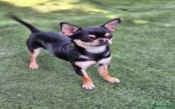 Chihuahua dogs for sale: Male Chihuahua  - Image 6