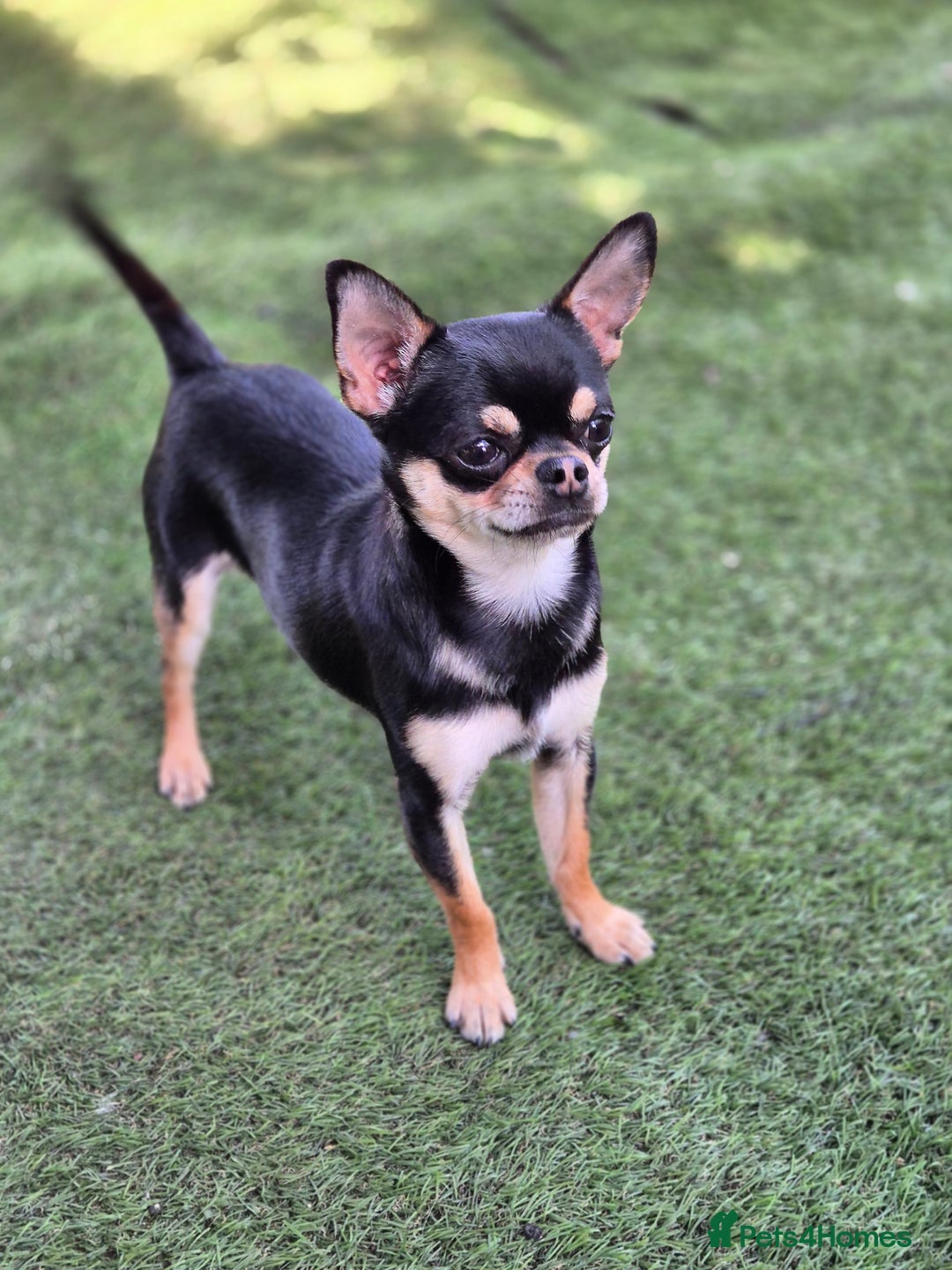 Chihuahua dogs for sale: Male Chihuahua  - Image 6