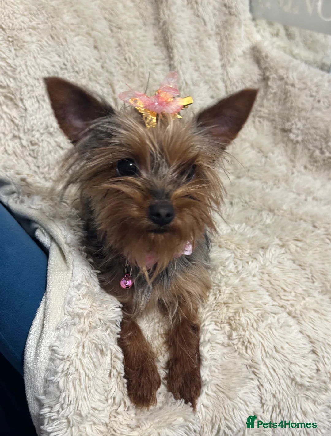 Yorkshire Terrier dogs for sale: Meet Nina -Quiet and Sweet Yorkie 💕 - Advert 13