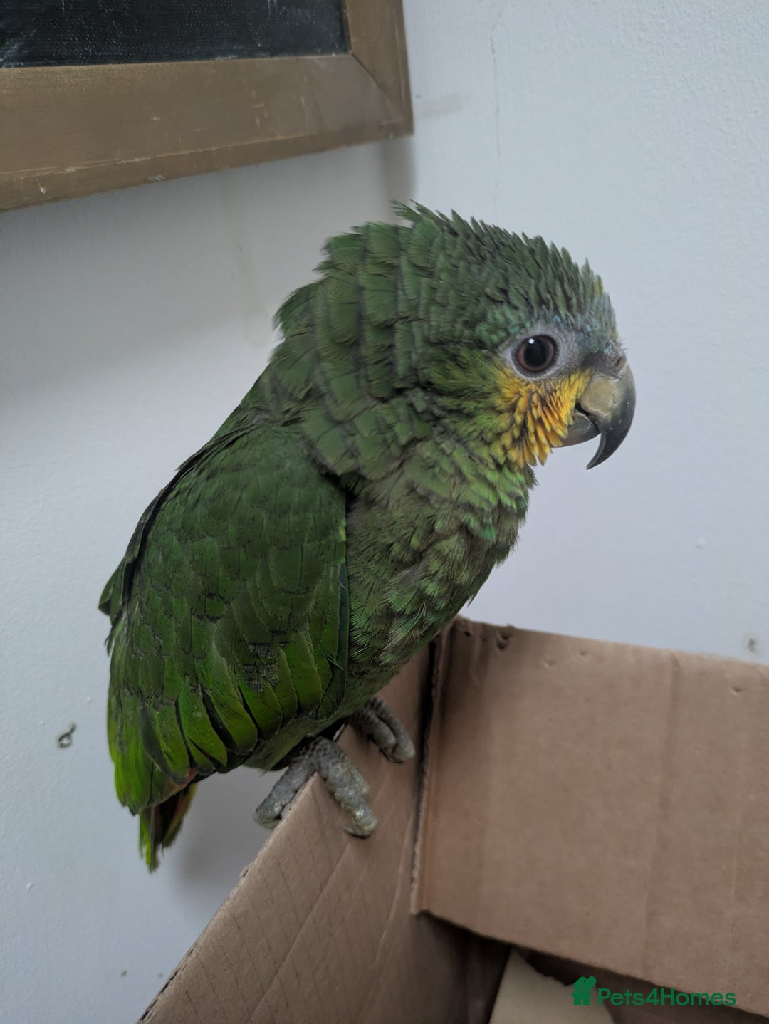 Parrots birds for sale: Orange winged Amazon friendly baby - Advert 8