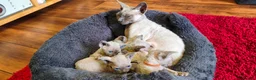 Sphynx cats for sale: Stunning Blue/Grey Sphynx Kittens (Litter of 6) - Advert 4