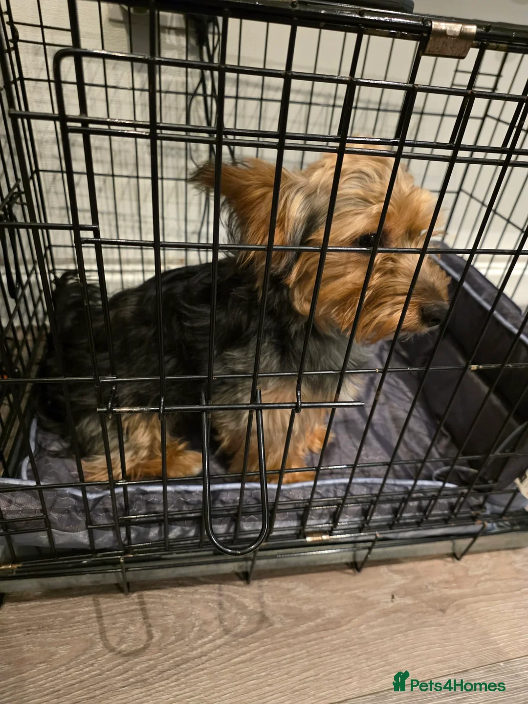 Yorkshire Terrier dogs for sale: Yorkshire terrier  in Leeds - Advert 3