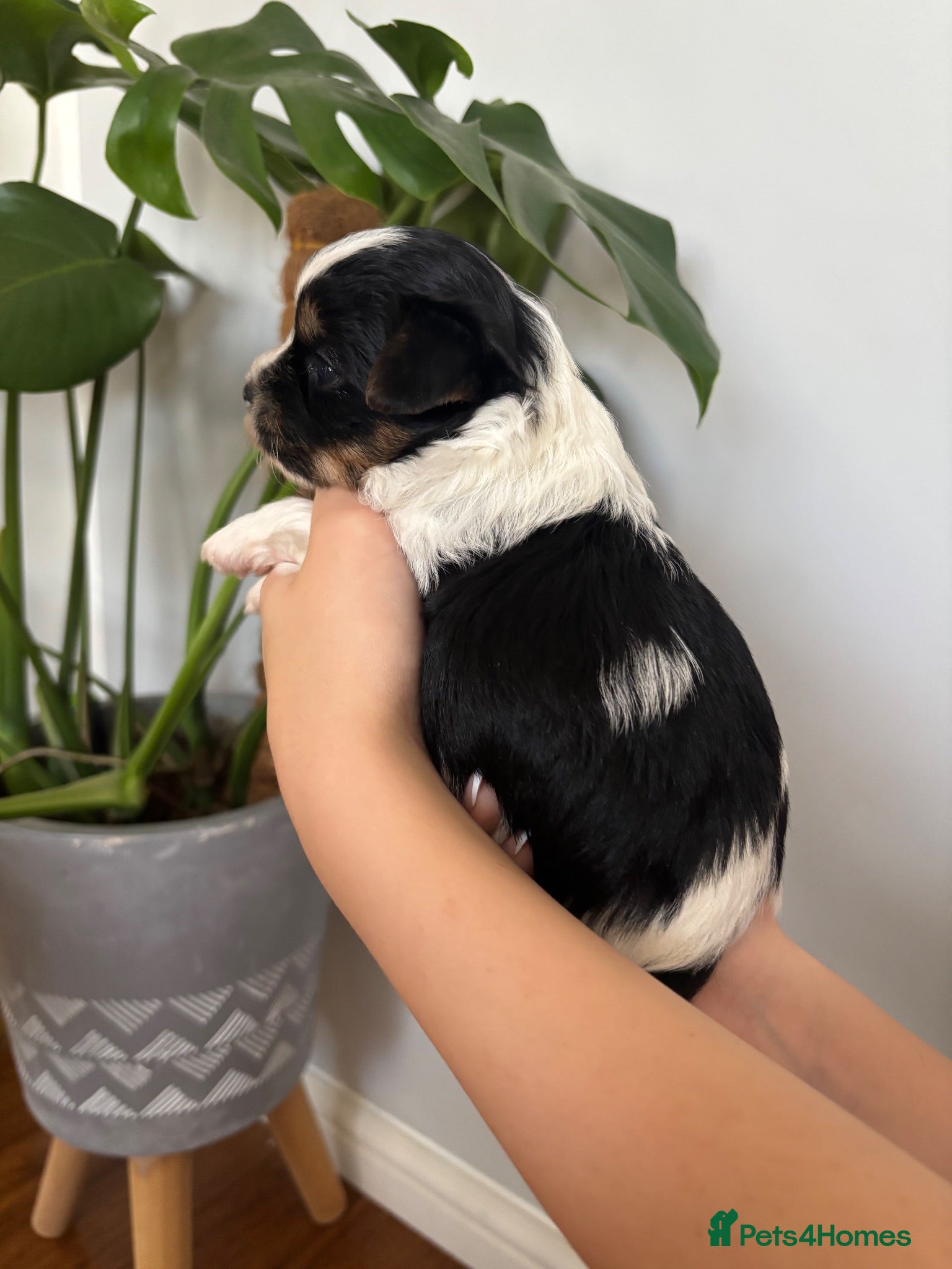 Yorkshire Terrier dogs Beautiful Yorkshire Terrier Puppies IHR Pedigree - Advert 2