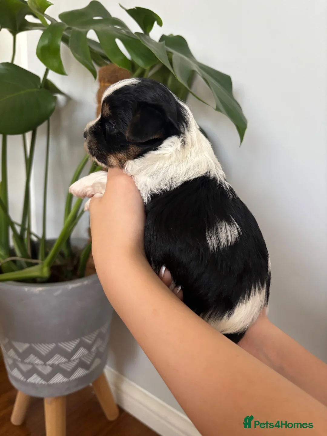 Yorkshire Terrier dogs for sale: Beautiful Yorkshire Terrier Puppies IHR Pedigree - Advert 2