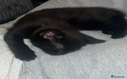 Domestic Shorthair cats for sale: Black domestic kitten  - Image 2
