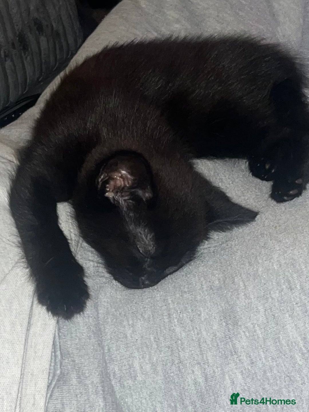 Domestic Shorthair cats for sale: Black domestic kitten  - Image 2