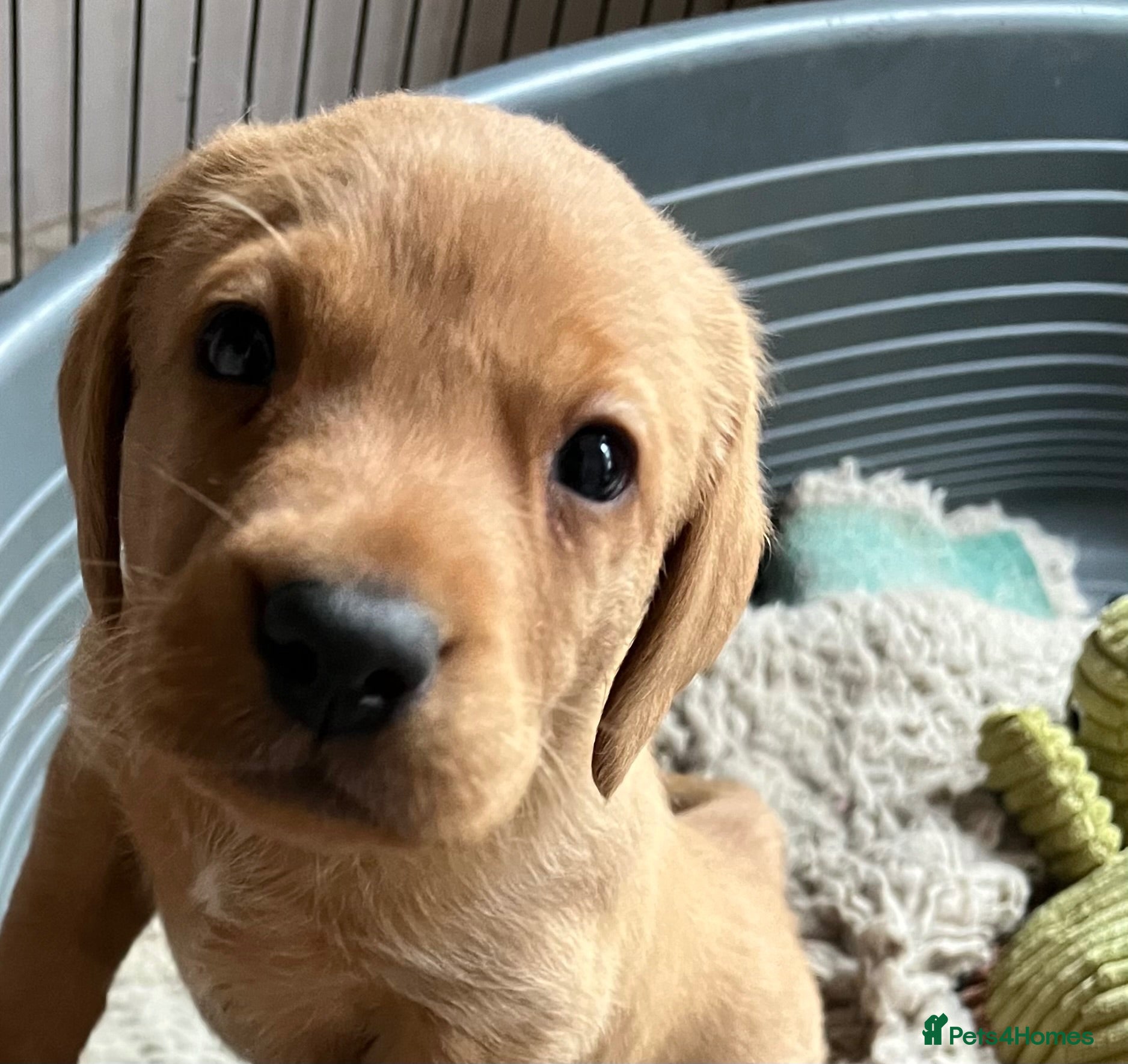 Labrador Retriever dogs Fox red and black puppies  - Advert 2