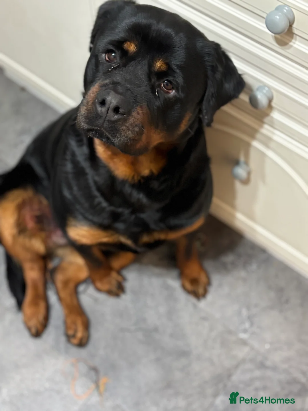 Rottweiler dogs for sale: Rottweiler  - Advert 4