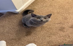 British Shorthair cats for sale: Milo 🤍🩵 - Image 1