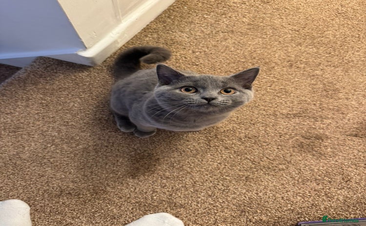 British Shorthair cats - Advert 15