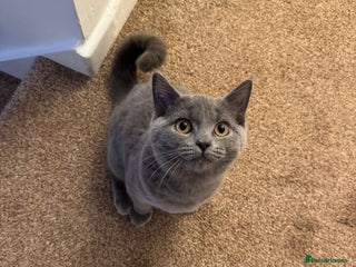 British Shorthair cats - Advert 14