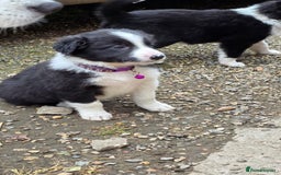 Border Collie dogs for sale: 12 Border Collie Puppies for sale  - Image 10