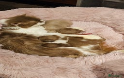 British Longhair cats for sale: Cinnamon bi colour longhair  - Image 16
