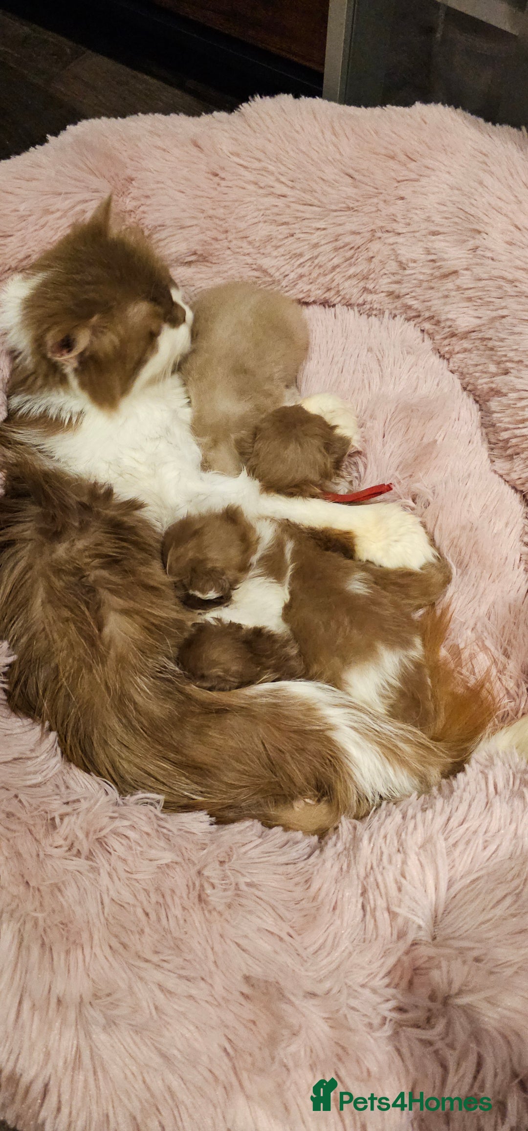 British Longhair cats for sale: Cinnamon bi colour longhair  - Image 16