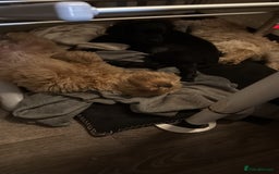 Cockapoo dogs for sale: Cockerpoo puppies LAST 1 (3) girls and (3) boys - Advert 11