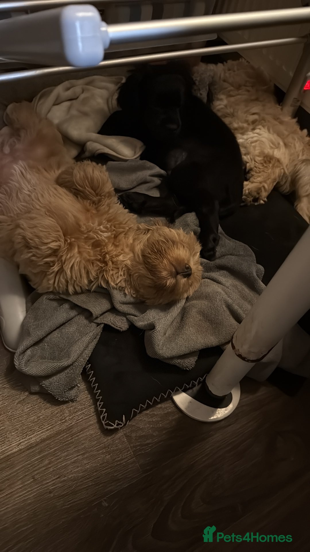 Cockapoo dogs for sale: Cockerpoo puppies LAST 1 (3) girls and (3) boys - Advert 11