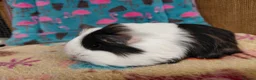 Guinea Pig rodents for sale: Baby Longhaired Sheltie Boars/Brothers RTR - Advert 11
