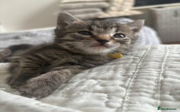Maine Coon cats for sale: 🌟Adorable kittens now ready 4 forever home🌟 - Image 18