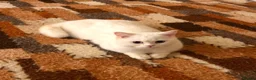 British Shorthair cats for sale: 🐾 TICA B.S.H Boy 🐾 - Advert 5