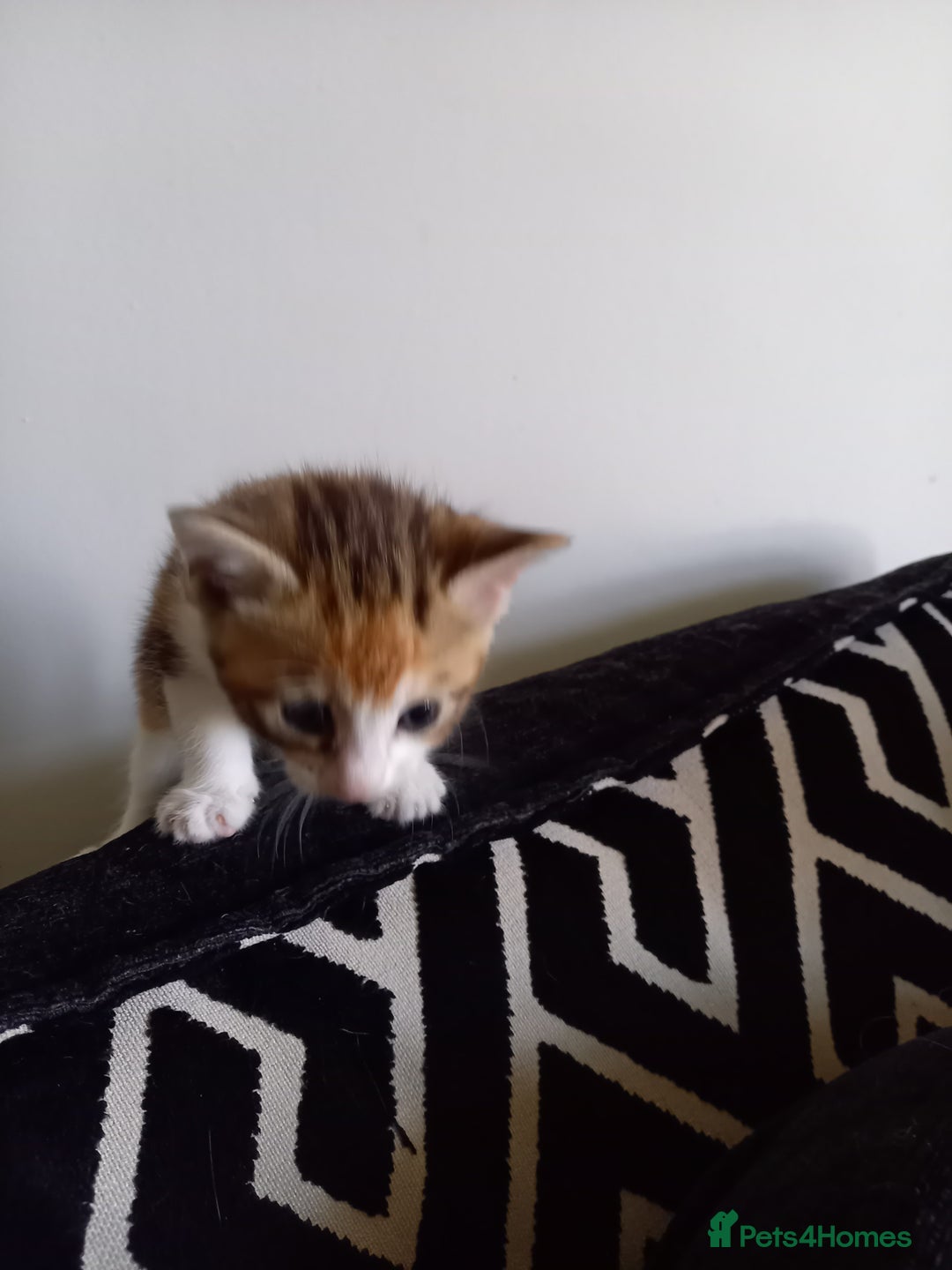 Mixed Breed cats for sale: Mixed breed kittens for sale-  beginning august - Image 4