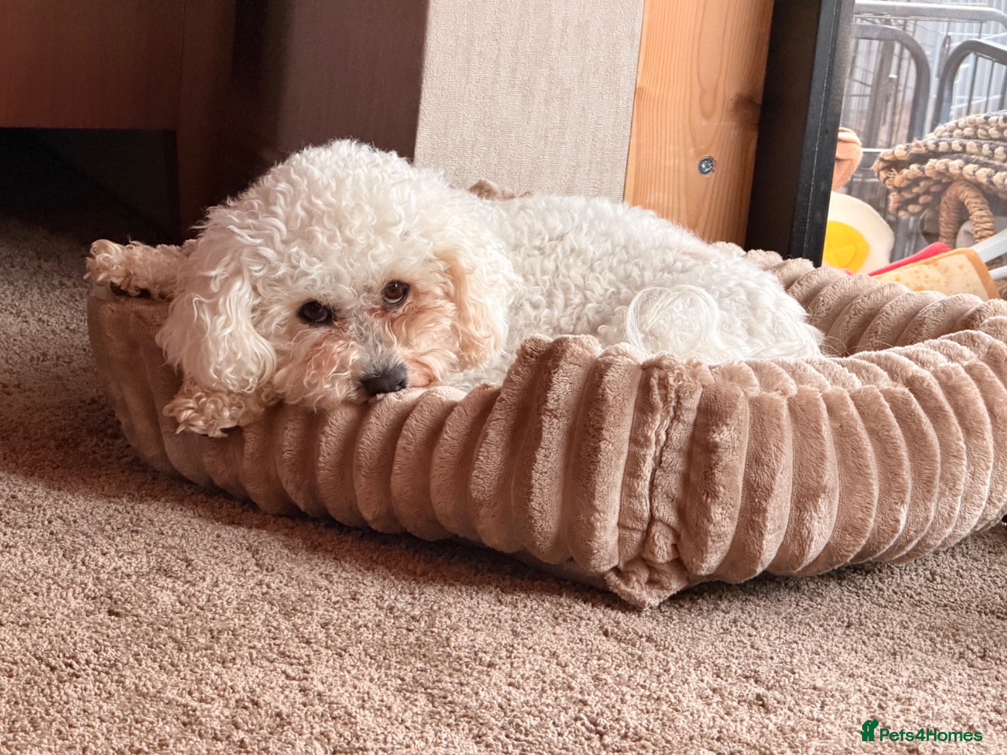 Poochon dogs 🌸 Beautiful Poochon Girls Available 🌸 - Advert 2