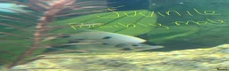 Angelfish fish for sale: 4 angelfish  in Derby - Advert 5