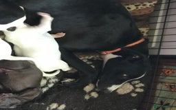 Lurcher dogs for sale: Adorable lurcher puppies  - Image 1