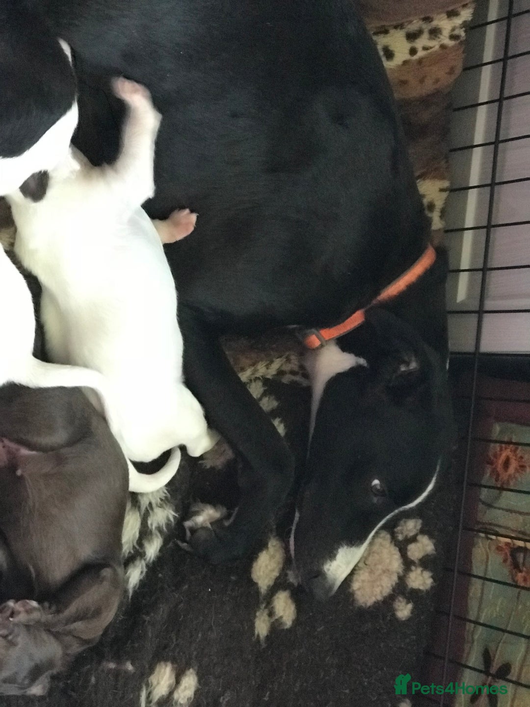 Lurcher dogs for sale: Adorable lurcher puppies  - Image 1