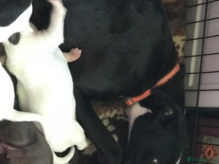 Lurcher dogs - Advert 26