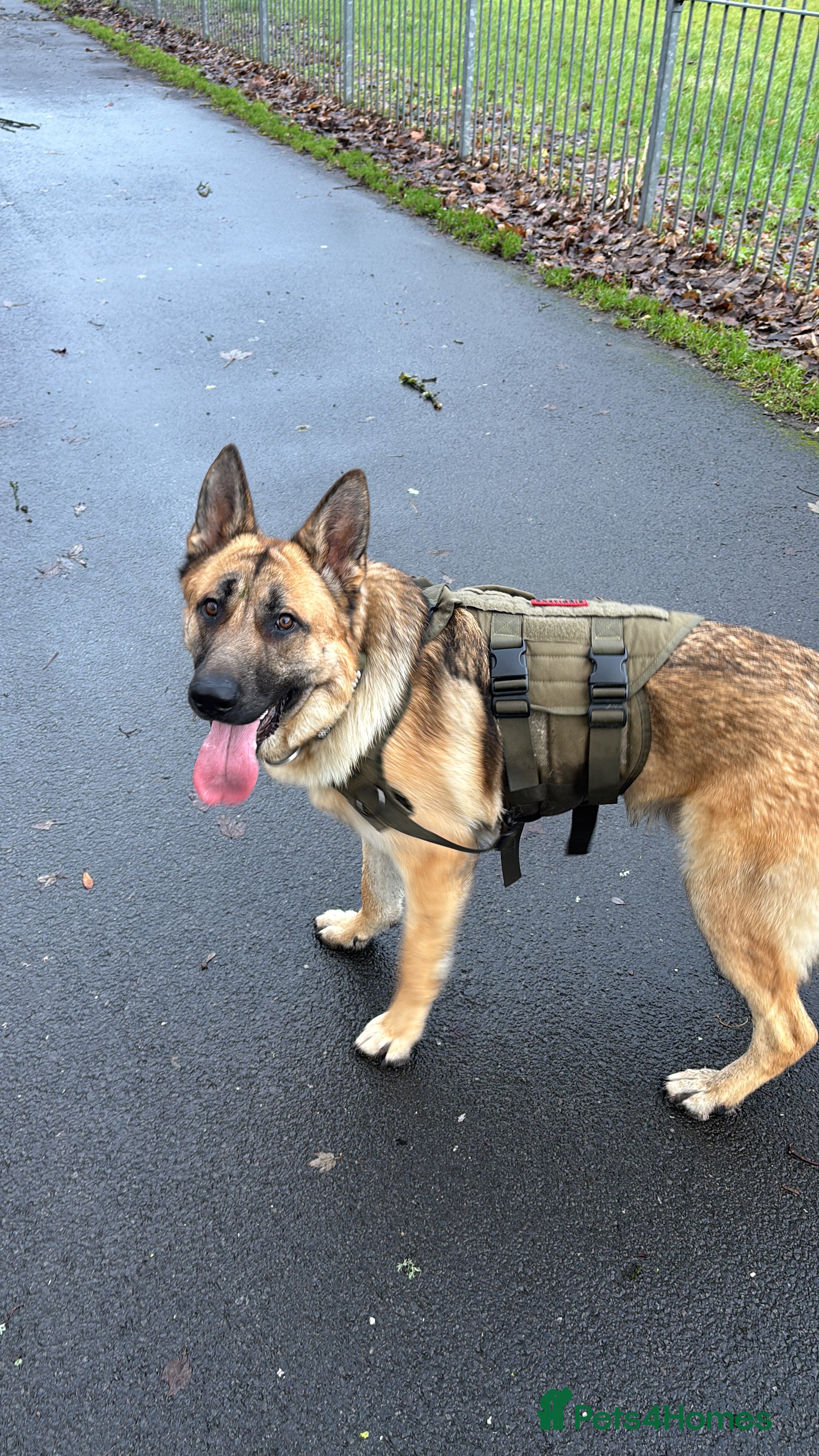 German Shepherd dogs 11 month old German Sheperd (Male) - Advert 3