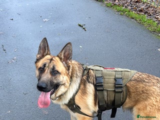 German Shepherd dogs 11 month old German Sheperd (Male) - Advert 1