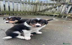 Border Collie dogs for sale: Welsh Red/Tri Coloured Collie Pups For Sale - Image 14