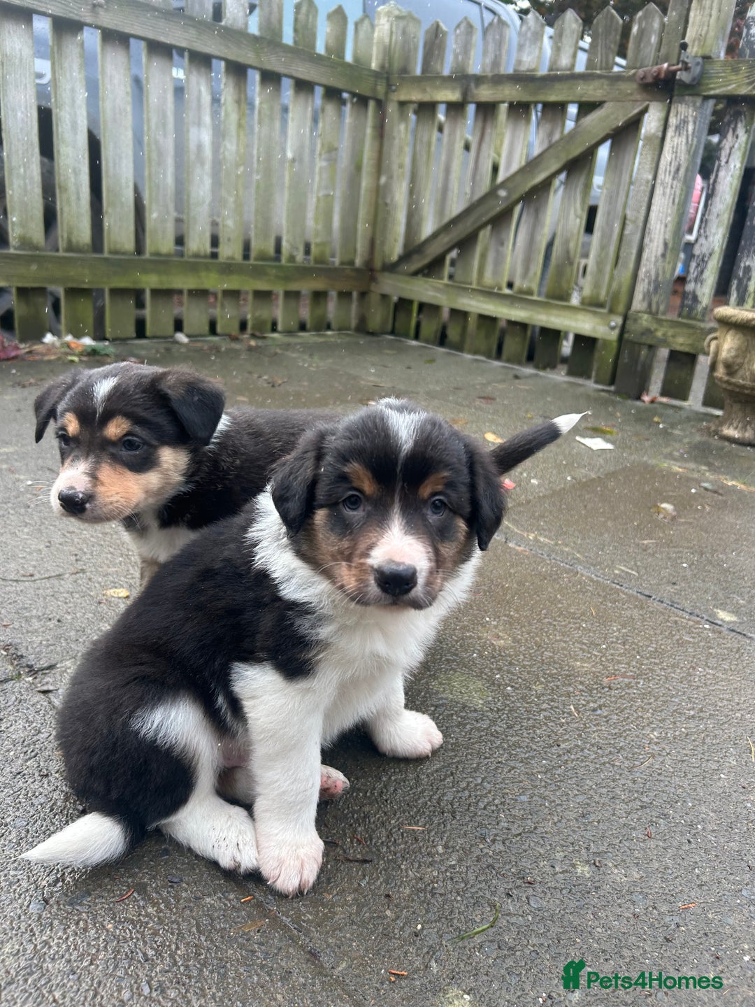 Border Collie dogs for sale: Welsh Red/Tri Coloured Collie Pups For Sale - Image 14