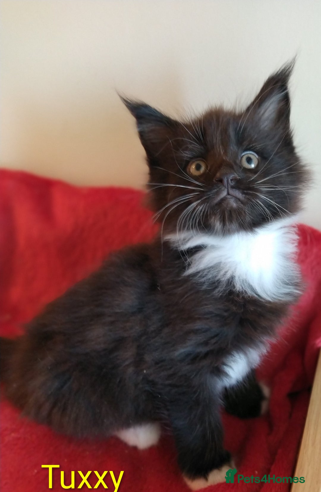 Maine Coon cats for sale: XL beautiful Maine coon gccf kittens for sale  - Image 5