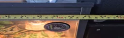 Bearded Dragon reptiles for sale: Bearded dragon for sale - Advert 9