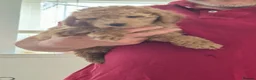 Labradoodle dogs for sale: Miniature Rare Lavender Labradoodle Puppies - Advert 2