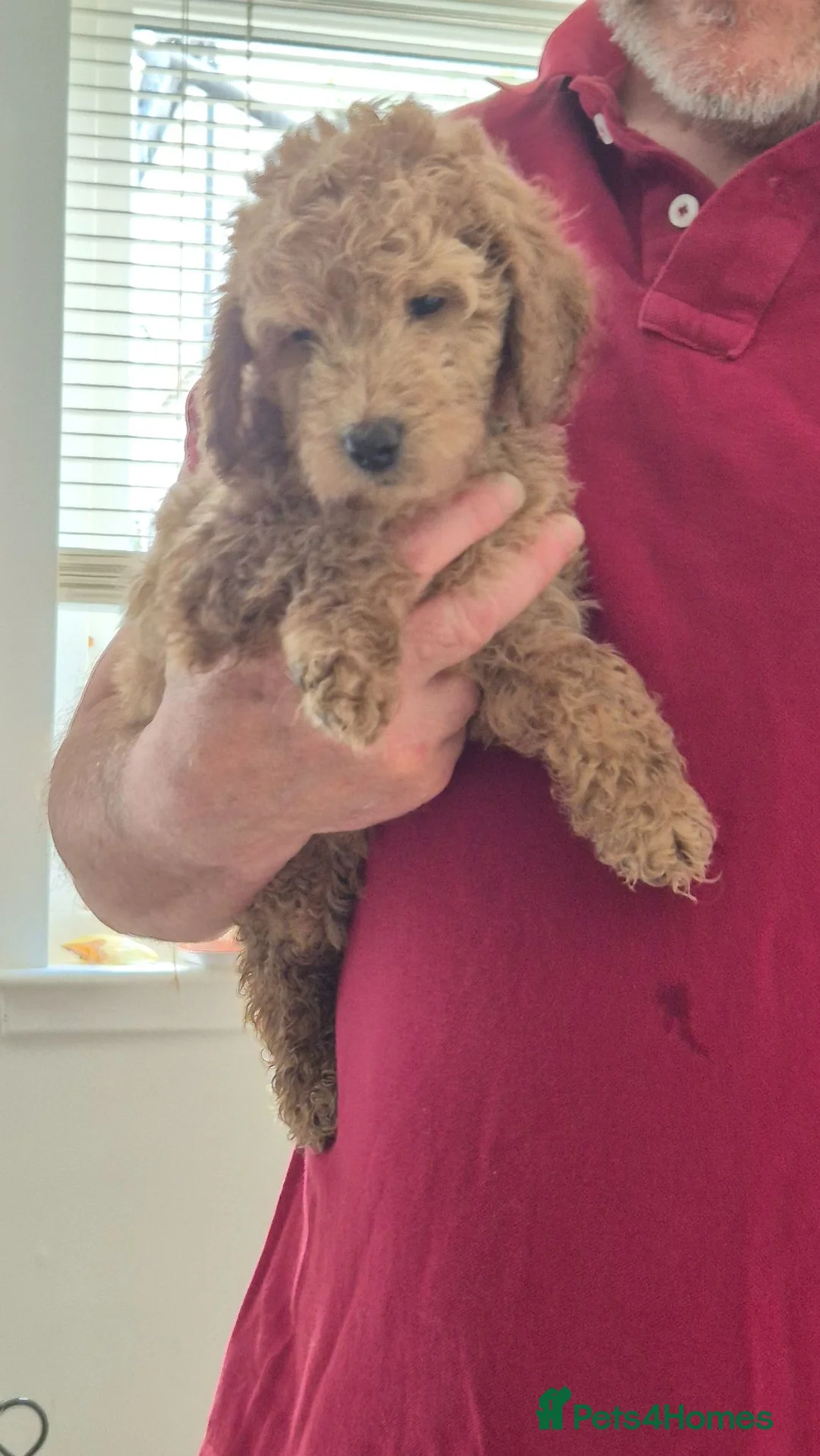 Labradoodle dogs for sale: Miniature Rare Lavender Labradoodle Puppies - Advert 2