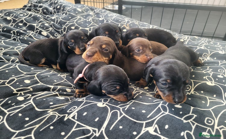 Miniature Dachshund dogs Miniature dachsund  - Advert 4