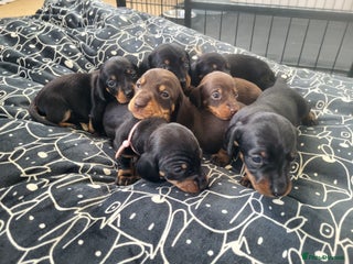 Miniature Dachshund dogs Miniature dachsund - Advert 6