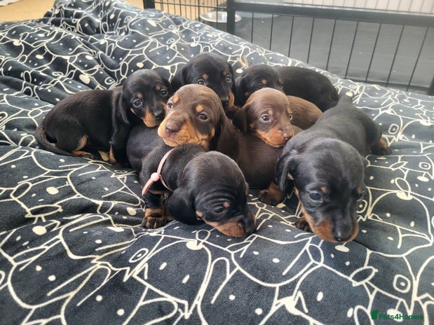 Miniature Dachshund dogs Miniature dachsund - Advert 2