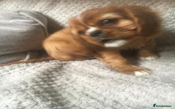 Cavalier King Charles Spaniel dogs for sale: Puppies for sale  - Image 4