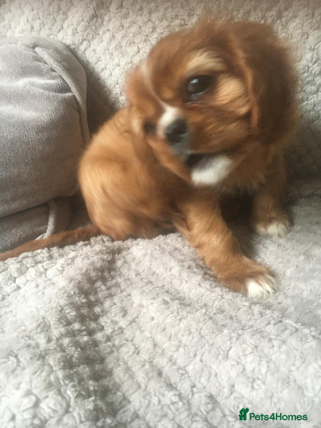 Cavalier King Charles Spaniel dogs for sale: Puppies for sale  - Image 4