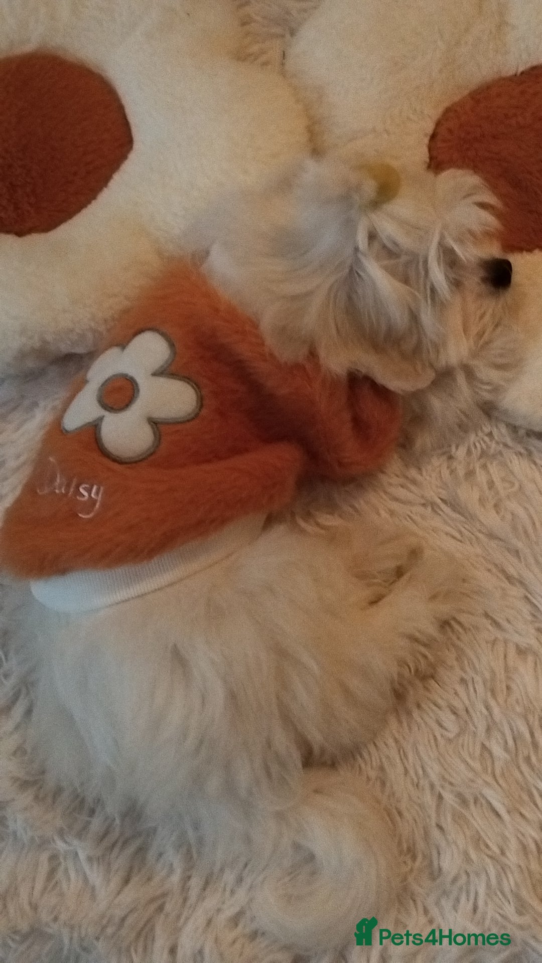 Maltese dogs for sale: Toy size miniture Maltese  🐶 💖  - Advert 12